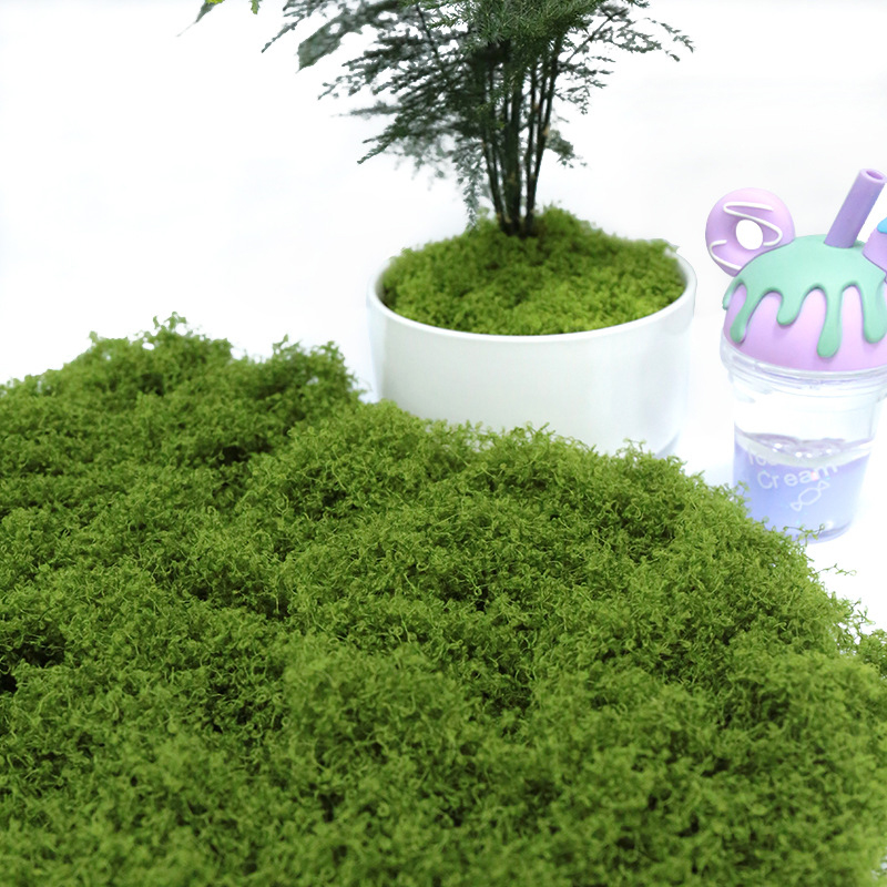 【P】50g Fake Moss DIY Crafts Gr - Sphagnum Moss Dry 评论和价格